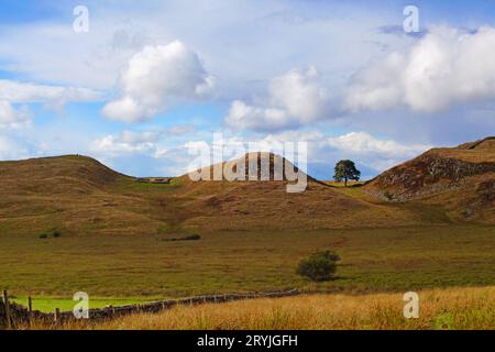 Sycamore Gap Stockfoto