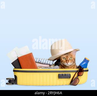 Lustige Katze in einem Koffer mit Brille, Pässen, Tickets und Kleidung auf blauem Hintergrund. Stockfoto