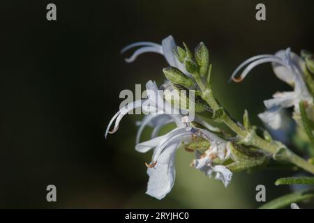 Makrofotografie der Rosmarinblüte (Salvia rosmarinus) im Mariolabereich im Oktober, Alcoi, Spanien Stockfoto