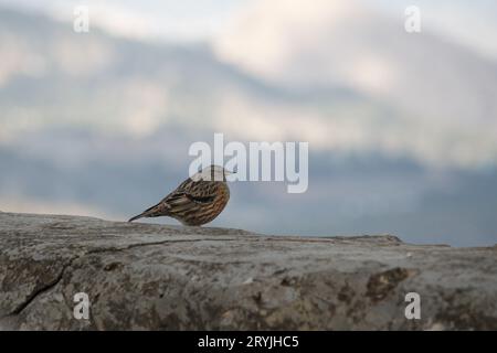 Prunella collaris (Alpine accentor) auf Betongeländer der Einsiedelei San Cristobal in Alcoi mit Wolken im Hintergrund. Spanien Stockfoto