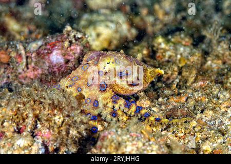 Ein Bild von einem blauen Ring-Oktopus Stockfoto