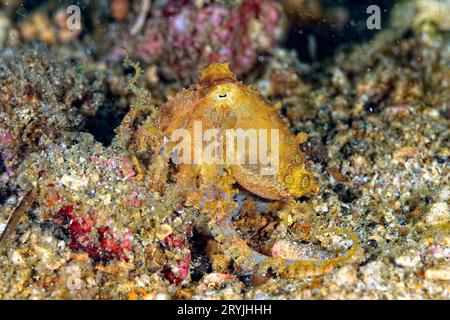 Ein Bild von einem blauen Ring-Oktopus Stockfoto