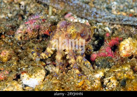 Ein Bild von einem blauen Ring-Oktopus Stockfoto