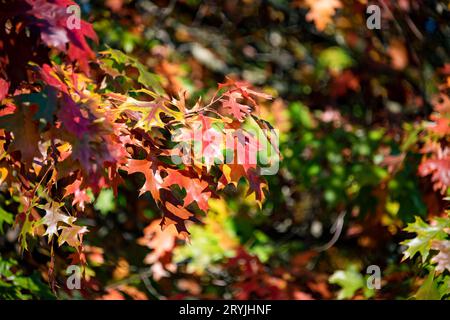 Rote und grüne Blätter des apfelbaums im sonnenstrahlenden Licht Stockfoto