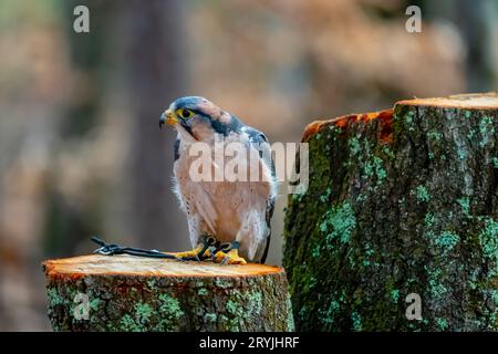 Lanner Falcon Liegt Im Freien In Seiner Natürlichen Umgebung Stockfoto