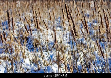 Breitblättriger Katzenschwanz (Typha latifolia). Einheimische Blume in Nordamerika. Breitband Stockfoto