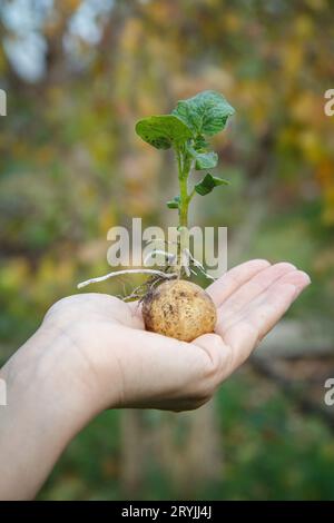 Gekeimte Kartoffelknolle mit grünen Blättern in der Hand der Frau. Stockfoto