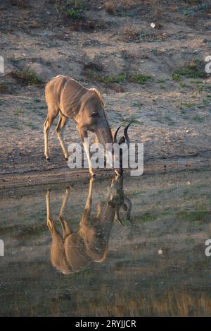 Kudu trinkt in einer Pfütze, Kudu bebiendo en un charco. Stockfoto