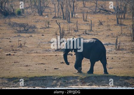 Afrikanischer Elefant. Elefante africano Stockfoto