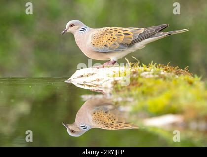 Turtle Dove Streptopelia Tutur steht neben dem Wasserpool mit Reflexion. Erwachsenenvogel Frankreich Stockfoto