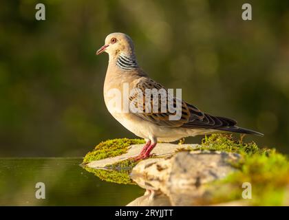 Turtle Dove Streptopelia Tutur auf Felsen neben dem Wasserpool. Erwachsenenvogel Frankreich Stockfoto