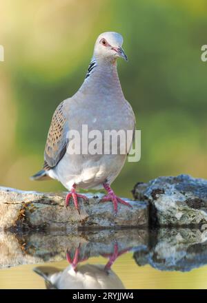 Turtle Dove Streptopelia Tutur auf Felsen neben dem Wasserpool. Erwachsenenvogel Frankreich Stockfoto