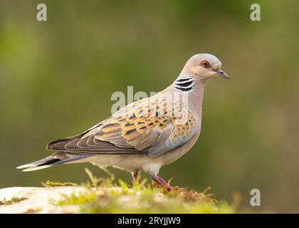 Turtle Dove Streptopelia Tutur in Ruhe auf Felsen. Erwachsenenvogel Frankreich Stockfoto