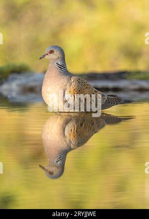 Turtle Dove Streptopelia Tutur im Wasser (Reflexionspool), Baden. Erwachsener Vogel, Frankreich Stockfoto