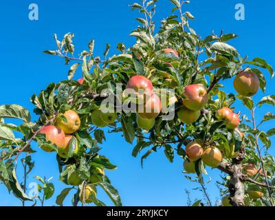 Reifen Äpfel auf einem Baum. Apfelernte in Obstplantage Stockfoto