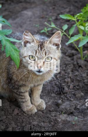 Junge Katze, die im Garten zwischen den Pflanzen sitzt. Stockfoto