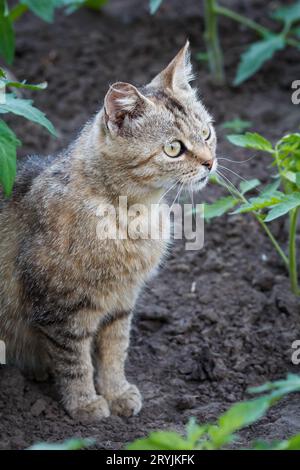 Junge Katze, die im Garten zwischen den Pflanzen sitzt. Stockfoto