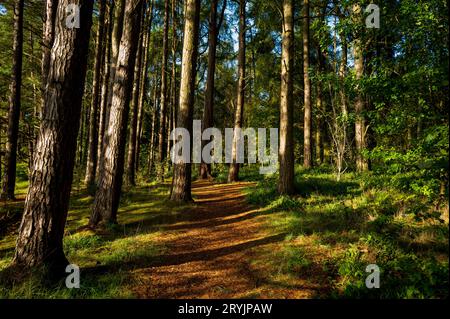 Waldweg in Braidwood, South LanarkshireUrsprüngliches Waldland im frühen Herbst in Braidwood, South Lanarkshire, Schottland Stockfoto