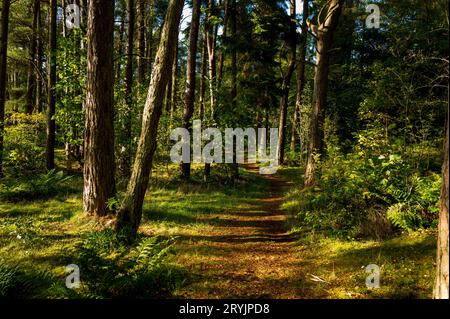 Waldweg in Braidwood, South LanarkshireUrsprüngliches Waldland im frühen Herbst in Braidwood, South Lanarkshire, Schottland Stockfoto