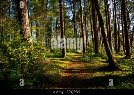 Waldweg in Braidwood, South LanarkshireUrsprüngliches Waldland im frühen Herbst in Braidwood, South Lanarkshire, Schottland Stockfoto