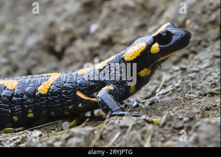 Nahaufnahme Porträt von Salamandra salamandra aka Feuersalamander in seinem Lebensraum im frühen Herbst. Im Schlamm spazieren. Tschechische republik Natur. Stockfoto