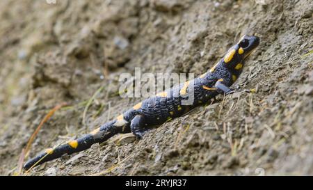 Nahaufnahme Porträt von Salamandra salamandra aka Feuersalamander in seinem Lebensraum im frühen Herbst. Im Schlamm spazieren. Tschechische republik Natur. Stockfoto