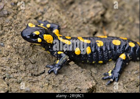 Nahaufnahme Porträt von Salamandra salamandra aka Feuersalamander in seinem Lebensraum im frühen Herbst. Im Schlamm spazieren. Tschechische republik Natur. Stockfoto