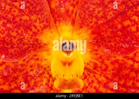 Extreme Nahaufnahme der blühenden Orangenblüte Ascocentrum Hybrid-Orchideenblüte. Stockfoto