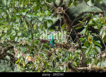 Weibliches, goldköpfiges Quetzl (Pharomachrus auriceps), das in einem Baum in Ecuador sitzt Stockfoto