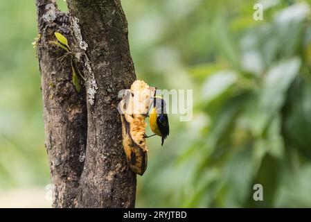 Orangenbaucheuphonie (Euphonia xanthogaster) auf Bananenköder in Ecuador Stockfoto