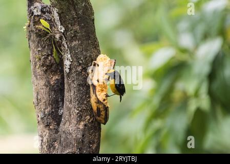 Orangenbaucheuphonie (Euphonia xanthogaster) auf Bananenköder in Ecuador Stockfoto