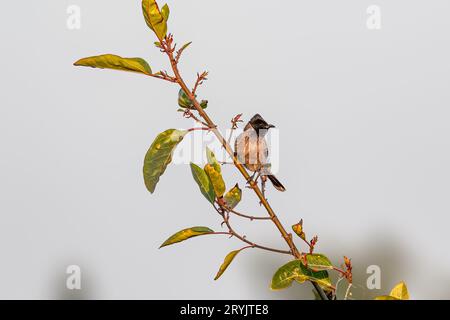 Ein rotes belüftetes Bulbul, das auf einem Baum ruht Stockfoto