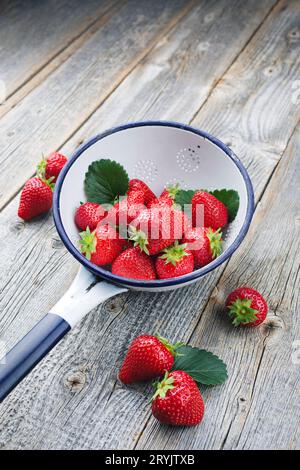 Reife rote Erdbeeren aus biologischem Anbau werden als Nahaufnahme in einem rustikalen Abtropfsieb auf altem verblasstem Holz angeboten Stockfoto