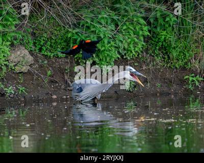 Ein großer Blaureiher, der von einer RotflügelAmsel angegriffen wird, während er im Wasser waten. Stockfoto