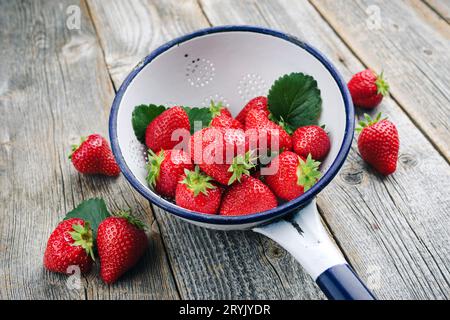 Reife rote Erdbeeren aus biologischem Anbau werden als Nahaufnahme in einem rustikalen Abtropfsieb auf altem verblasstem Holz angeboten Stockfoto
