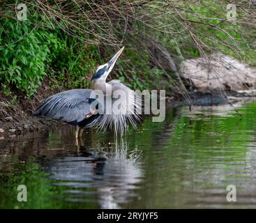 Nachdem er von einer Rotflügelbarse überfallen wurde, schaut ein großer Blaureiher, der sich bedroht fühlt, auf und versucht, den Vogel in den Zweigen zu finden. Stockfoto