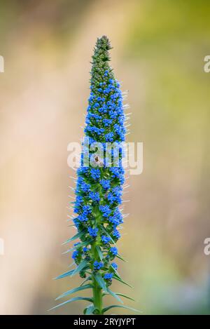 Lila Blütenechium Candicans Pflanze, Schmetterling hoch, endemische Insel madeira Stockfoto