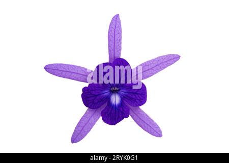 Nahaufnahme einer einzelnen blühenden Petrea volubilis-Blüte isoliert auf weißem Hintergrund. Stockfoto