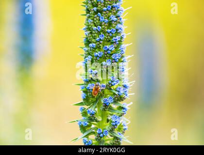 Echium candicans Pride von Madeira Blauer Blumenspitze mit einem unscharfen natürlichen grünen Vegetationshintergrund Stockfoto