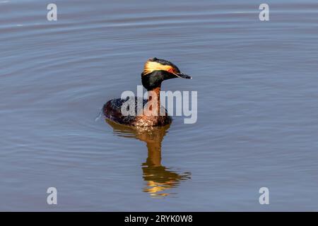 Der Gehörnter oder slawonischer Grebe (Podiceps auritus) Stockfoto