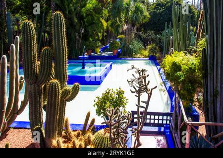 Fantastische Aussicht auf den Pool und verschiedene Kakteen im Majorelle Garten (lokales Wahrzeichen) in Marrakesch. Stockfoto