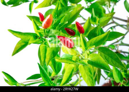 Rote Bio-Paprika auf einer Pflanze mit grünen Blättern auf weißem Hintergrund Stockfoto