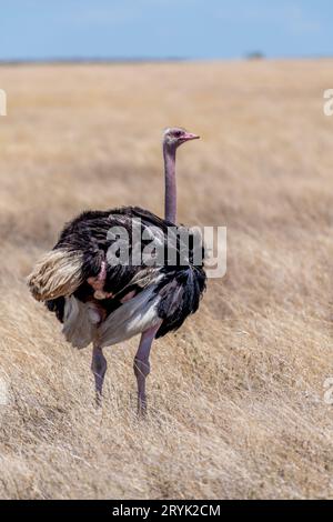 Wilder Strauß im Serengeti-Nationalpark Stockfoto