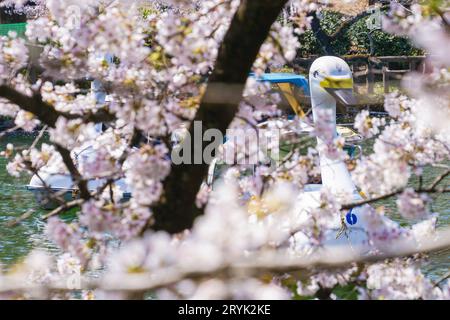 Volle Blüte des Kirschbaums und des Entenbootes (Inokashira Park) Stockfoto