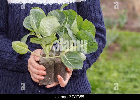 Die Frau hält Kohl-Setzlinge in Plastiktöpfen mit Erde. Stockfoto