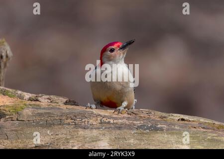 Der Rotbauchspecht (Melanerpes carolinus) Stockfoto