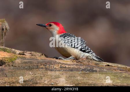 Der Rotbauchspecht (Melanerpes carolinus) Stockfoto