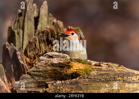 Der Rotbauchspecht (Melanerpes carolinus) Stockfoto