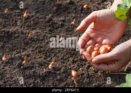 Nahaufnahme der Hände der Gärtnerin, die Zwiebeln im Garten pflanzt. Stockfoto