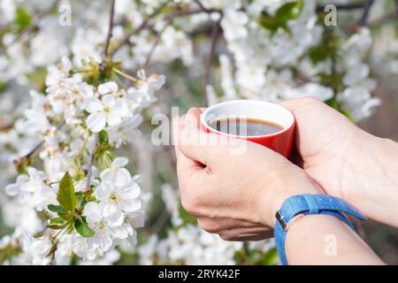 Weibliche Hände halten eine Tasse Kaffee mit einem blühenden Kirschbaum im Hintergrund. Stockfoto